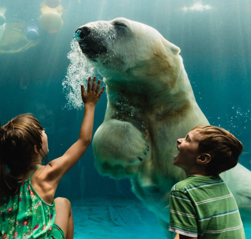 kids watching a polar bear swim at the Toronto Zoo