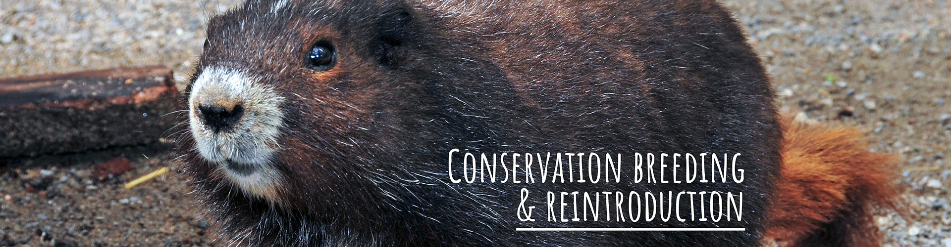 Conservation Breeding and Reintroduction - BFF