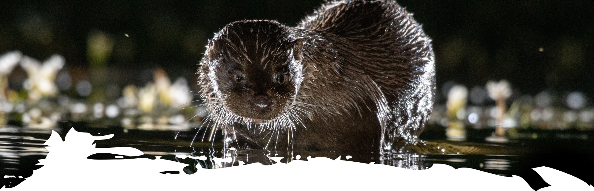 Otter at night on the edge of the water