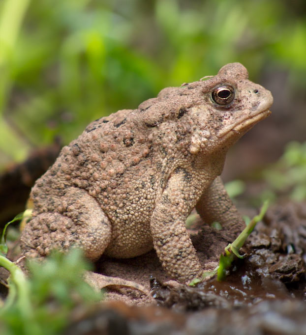 American Toad sitting in the mud
