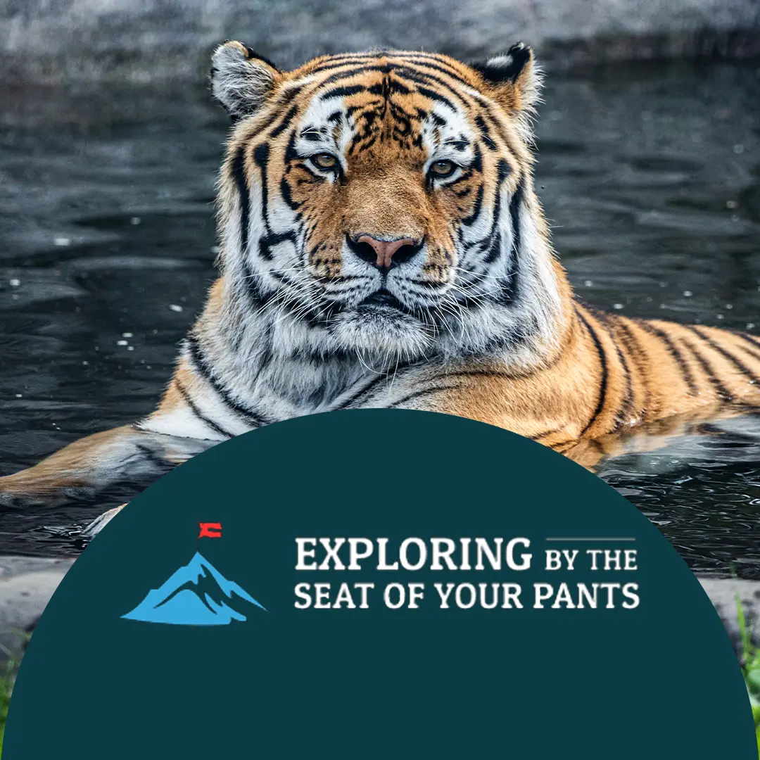 Budi the Orangutan in the outdoor habitat at Your Toronto Zoo