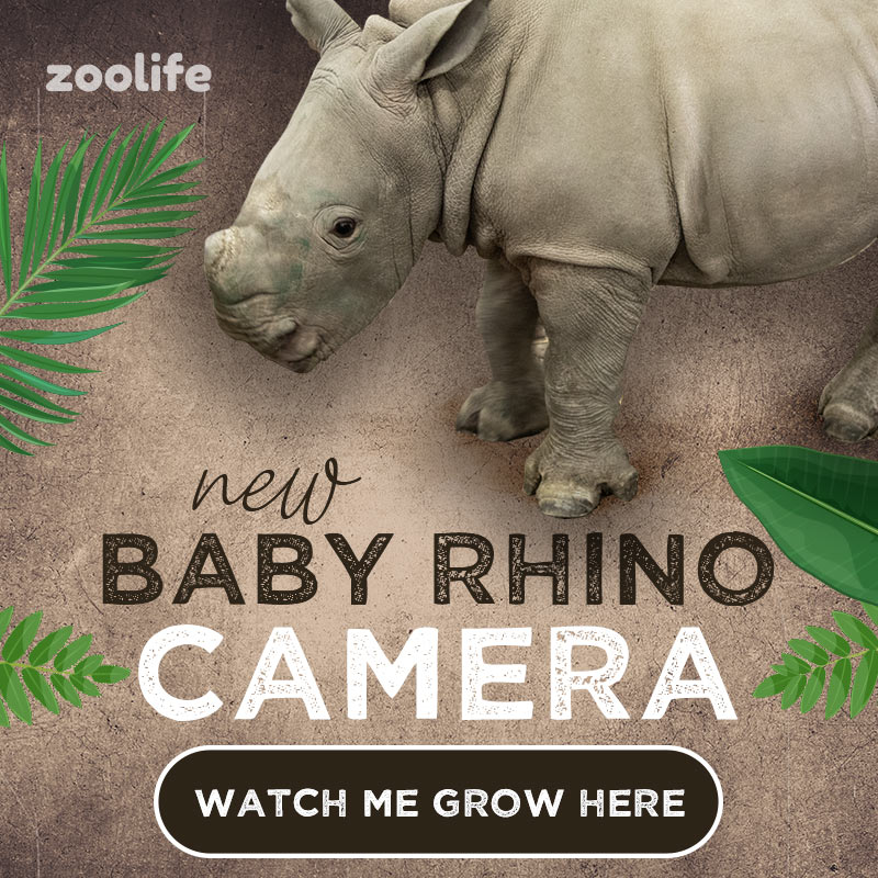 NEW Baby Rhino Camera! Watch Me Grow Here