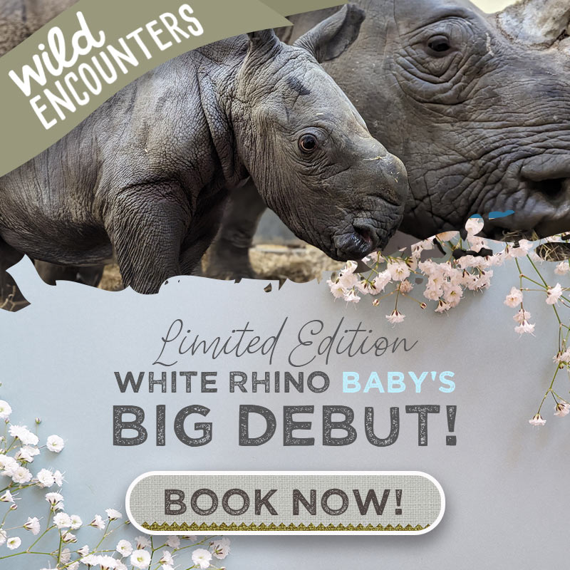 Wild Encounters! Limited Edition - White Rhino Baby's Big Debut! Book Here!