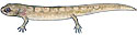 Dusky Salamander