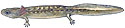 English two-lined Salamander