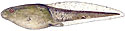 Leopard frog