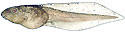 Mink frog