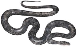 Black rat snake