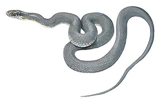 Blue racer snake