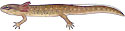 Central newt