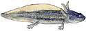 Jefferson Salamander