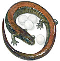 Red bbacked Salamander