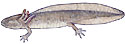 Yellow Spotted Salamander