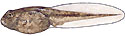 Fowler's toad