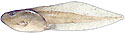 Pickerel frog