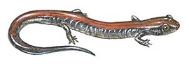 Eastern red-backed salamander