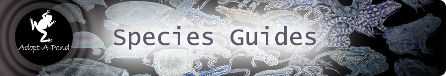 Species Guides