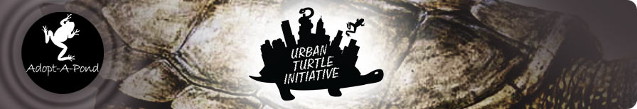 Urban Turtle Initiative