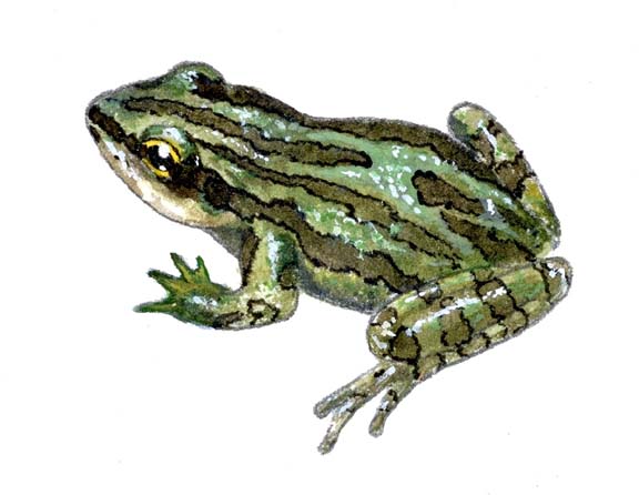 Boreal Chorus Frog