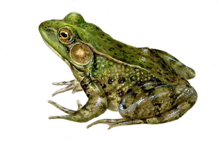 [http://www.torontozoo.com/adoptapond/guide_images/Green%20Frog.jpg]