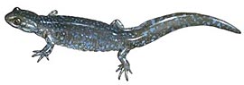 Blue-spotted salamander