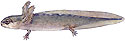 Four-toed Salamander