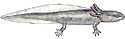 Small mouthed salamander