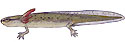 Eastern Red Spotted-newt