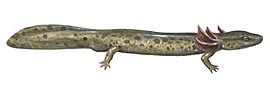 Mudpuppy