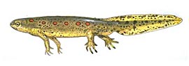 Red-spotted newt