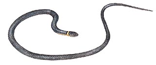 Northern ringneck snake
