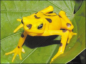 Panama Golden Frog