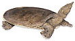 Spiny Soft Shell