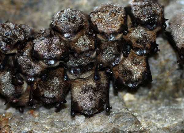 Bats hanging from cave ceiling exhibiting symptoms of White Nose syndrome