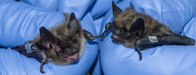 Two bats being held by Toronto Zoo staff