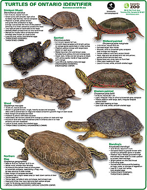 Tortoise Identification Chart