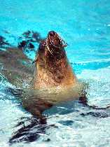 Otariidae