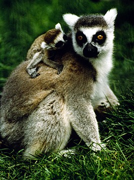 toronto zoo ring tailed