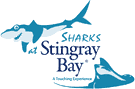 Sharks at Stingray Bay