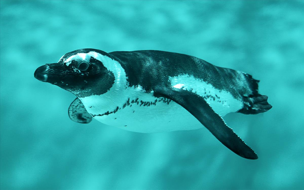 Penguin Swimming