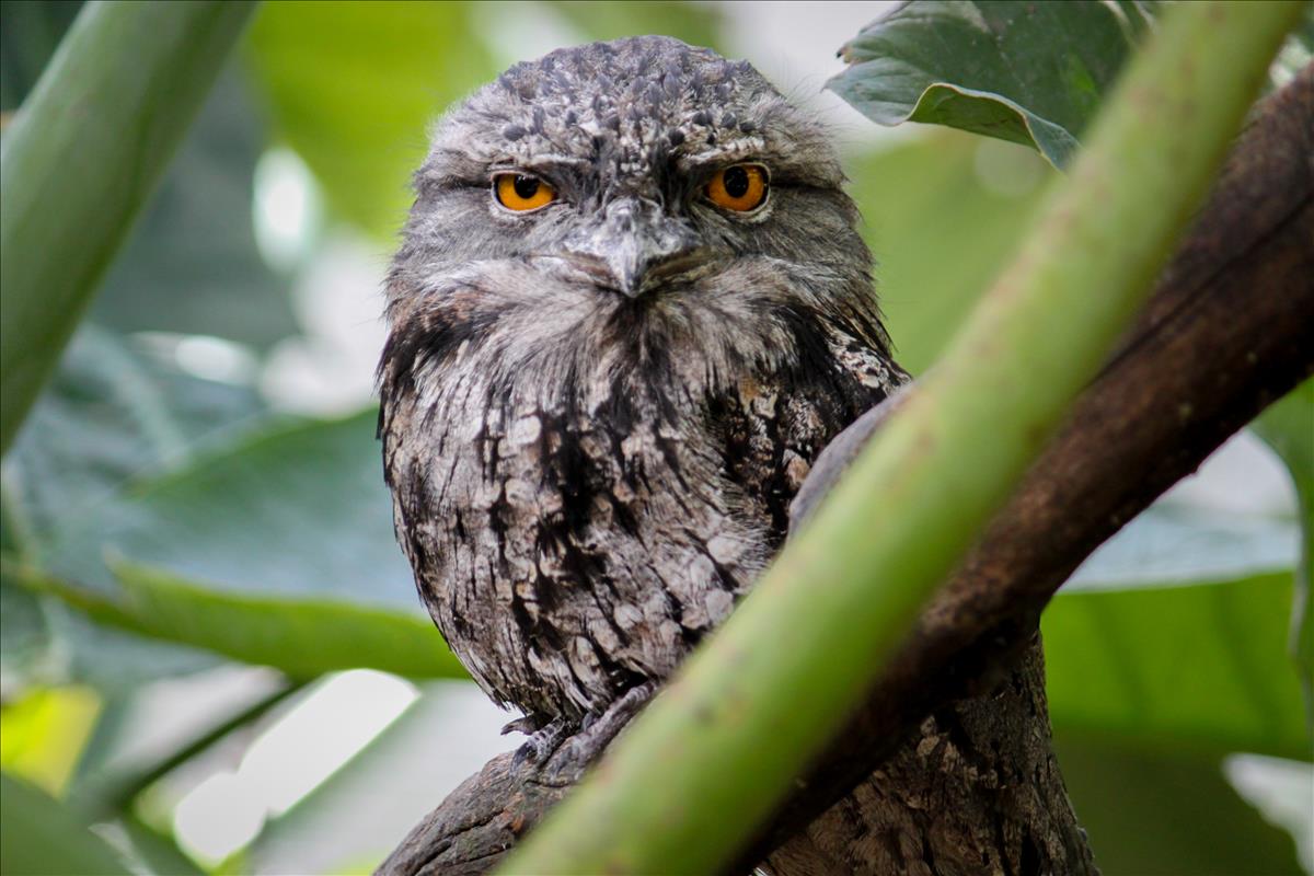 Tawny Frogmouth