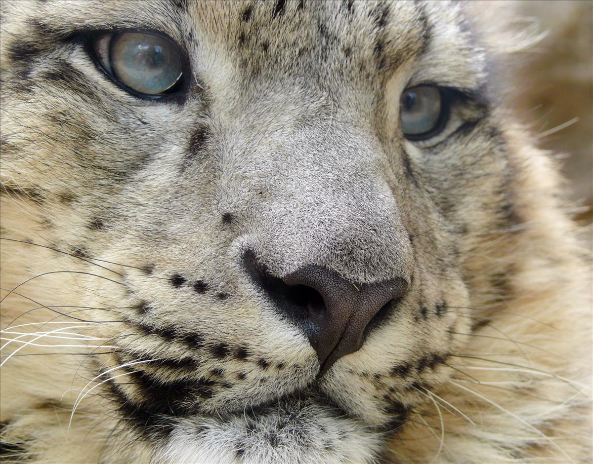 Snow Leopard