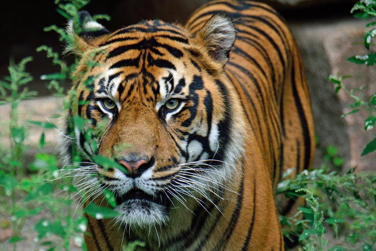 Sumatran Tiger