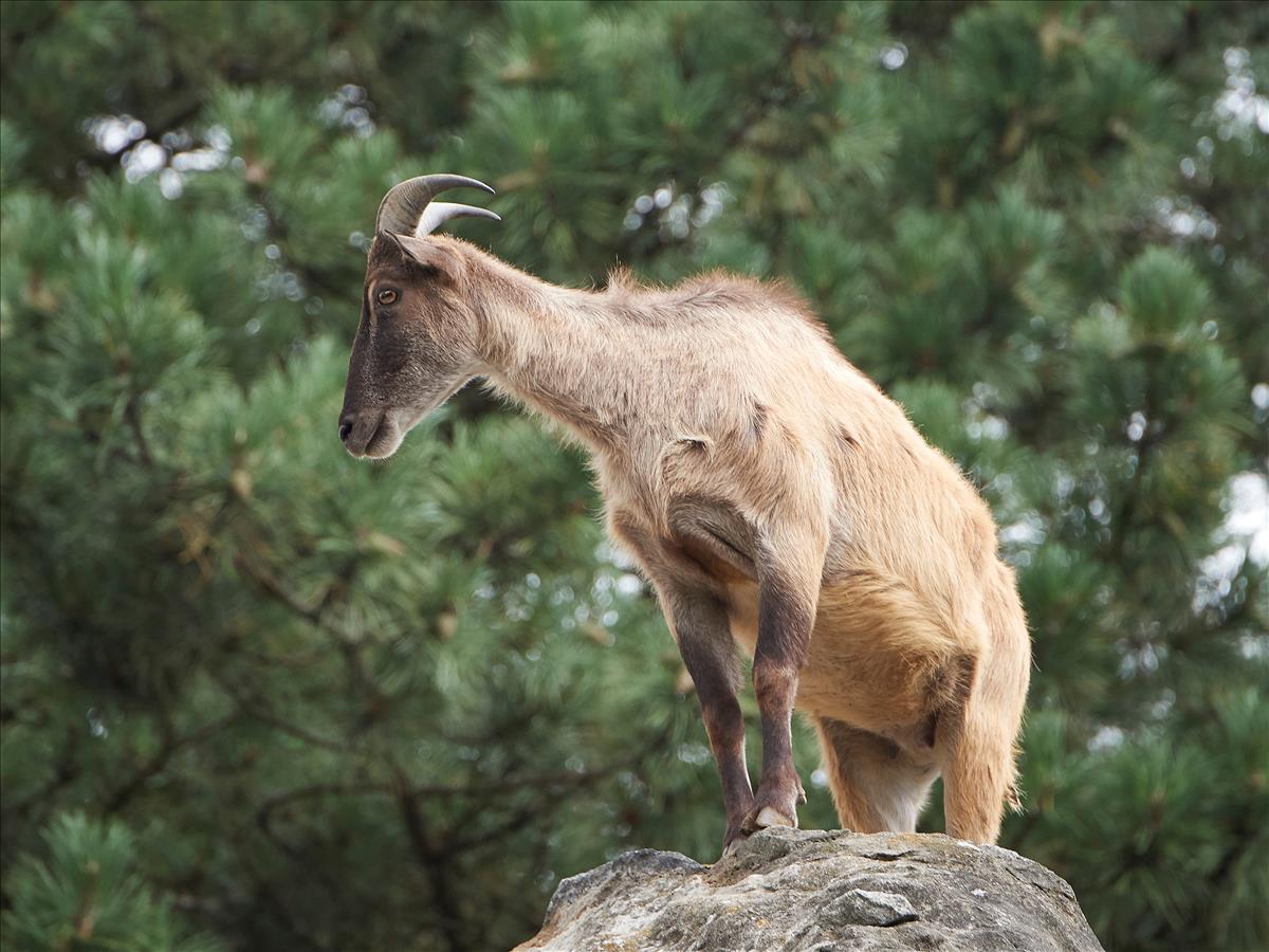 Himilayan Tahr