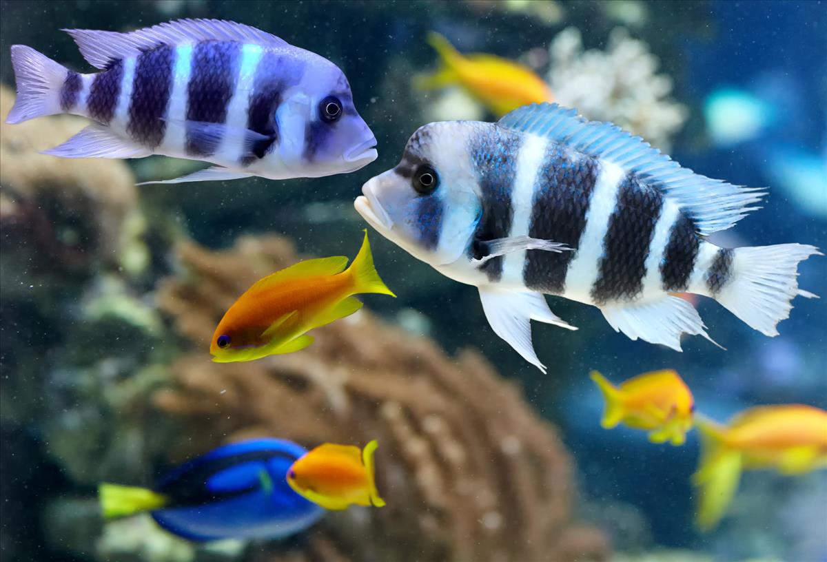 Lake Malawi Cichlid