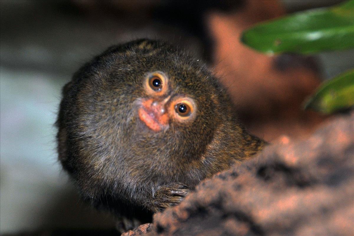 Pygmy Marmoset
