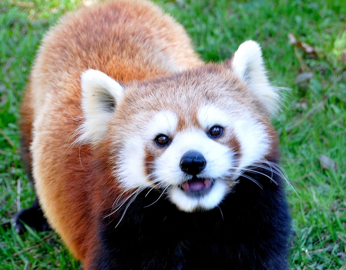 Red Panda