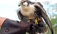 Hawk about to take flight