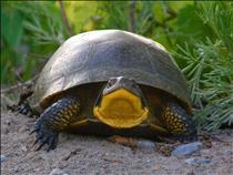 Blandings turtle