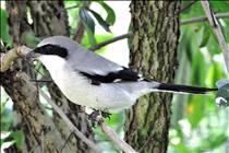 Eastern Loggerhead Shrike